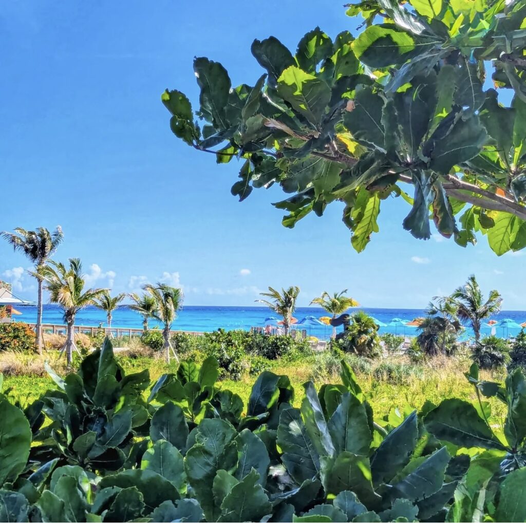 Beach view with trees of Lookout Cay Disney Cruise. 